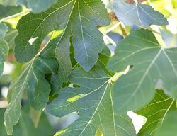 Leaves In Sunlight
Garden Design
Calimesa, CA
