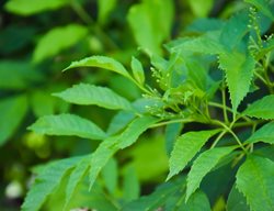 Leaves Of Tecoma Plant, Esperanza Leaves
Shutterstock.com
New York, NY