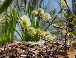 Legend Of The Fall Flower, Spring Fothergilla, Bottlebrush Flower
Proven Winners
Sycamore, IL