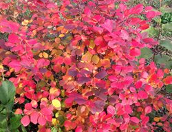 Legend Of The Fall Fothergilla, Fothergilla X Intermedia, Fall Color
Proven Winners
Sycamore, IL