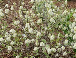 Legend Of The Small Fothergilla, Fothergilla Bush
Proven Winners
Sycamore, IL