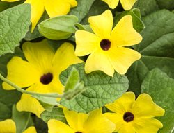 Lemon-A-Peel Thunbergia, Yellow Thunbergia, Yellow Flowering Vine
Proven Winners
Sycamore, IL