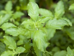 Lemon Basil, Ocimum Citriodorum, Green Leaves
Shutterstock.com
New York, NY