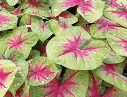 Lemon Blush Caladium, Green And Red Leaves
Proven Winners
Sycamore, IL