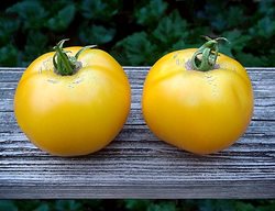 Lemon Boy Tomato, Yellow Tomato
Garden Design
Calimesa, CA