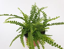 Lemon Button Fern, Nephrolepsis Cordifolia
Shutterstock.com
New York, NY