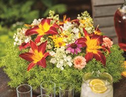 Lemon Coral Sedum, Ruby Spider Daylily, Flower Centerpiece
Proven Winners
Sycamore, IL
