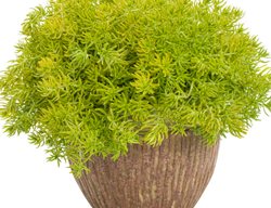 Lemon Coral Sedum, Sedum Mexicanum
Proven Winners
Sycamore, IL