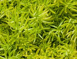 Lemon Coral Sedum, Sedum, Proven Winners
Proven Winners
Sycamore, IL