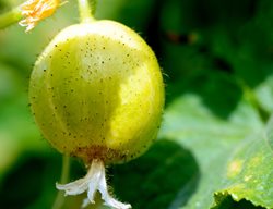Lemon Cucumber, Lemon Cucumber On Vine
Shutterstock.com
New York, NY