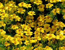Lemon Gem, Marigold, Deer Proof Marigold
Alamy Stock Photo
Brooklyn, NY