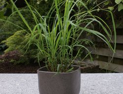 Lemon Grass, Cymbopogon Citratus
Proven Winners
Sycamore, IL