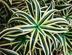 Lemon Lime Dragon Plant, Dracaena Warneckii
Shutterstock.com
New York, NY