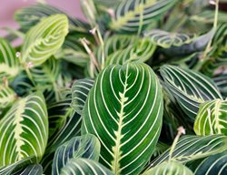 Lemon Lime Maranta, Maranta Leuconeura, Lemon Lime Prayer Plant
Shutterstock.com
New York, NY