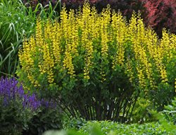 Lemon Meringe Decadence Baptisia, Baptisia Hybrid, Lemon Yellow Flowers
Proven Winners
Sycamore, IL