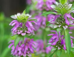 Lemon Mint Bee Balm, Lemon Horsemint, Monarda Citriodora
Shutterstock.com
New York, NY