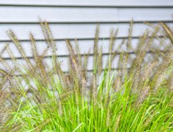 Lemon Squeeze Pennisetum, Fountain Grass
Proven Winners
Sycamore, IL