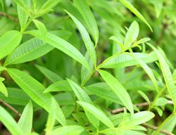 Lemon Verbena, Aloysia Citriodora
Garden Design
Calimesa, CA