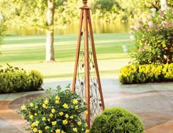 Lemon Zest Rose, Yellow Rose In Container
Proven Winners
Sycamore, IL