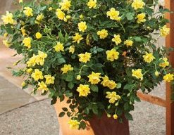 Lemon Zest Yellow Rose, Yellow Rose In Container
Proven Winners
Sycamore, IL