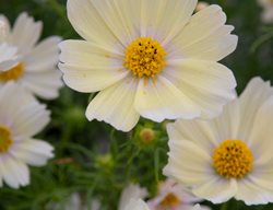 Lemonade Cosmos, Cosmos Flower, Cosmos Bipinnatus
Shutterstock.com
New York, NY