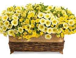 Lemonade Stand Combo, Yellow Flowers In Basket
Proven Winners
Sycamore, IL