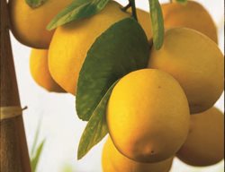 Lemons, Wilson Lemon
Garden Design
Calimesa, CA