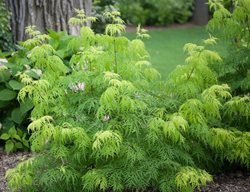 Lemony Lace Elderberry, Chartreuse Leaves, Sambucus Racemosa
Proven Winners
Sycamore, IL