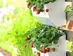 Leo
Pot Incorporated
Vancouver, BC