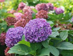 Let's Dance Arriba Hydrangea, Mophead Hydrangea Flower
Proven Winners
Sycamore, IL