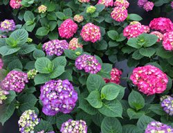 Let's Dance Big Band Hydrangea, Hydrangea Macrophylla
Proven Winners
Sycamore, IL