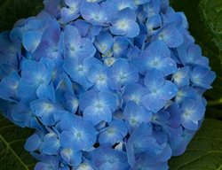 Let's Dance Blue Jangles Hydrangea, Bigleaf Hydrangea, Hydrangea Arborescens, Blue Flower
Proven Winners
Sycamore, IL