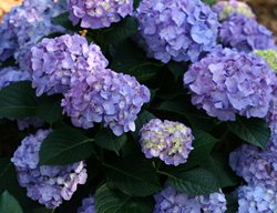 Let's Dance Blue Jangles Hydrangea, Blue Hydrangea
Proven Winners
Sycamore, IL