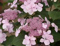 Let's Dance Diva Hydrangea, Pink Hydrangea
Proven Winners
Sycamore, IL