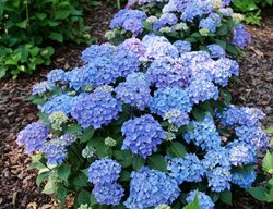 Let's Dance Lovable Hydrangea, Blue Hydrangea
Proven Winners
Sycamore, IL