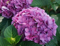 Let's Dance Lovable Hydrangea, Hydrangea Macrophylla
Proven Winners
Sycamore, IL