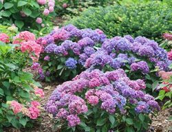 Let's Dance Loveable Hydrangea, Blue And Pink Hydrangea
Proven Winners
Sycamore, IL
