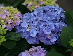 Let's Dance Rhythmic Blue Hydrangea, Blue Hydrangea
Proven Winners
Sycamore, IL