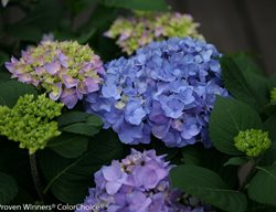 Let's Dance Rhythmic Blue Hydrangea, Hydrangea Macrophylla
Proven Winners
Sycamore, IL