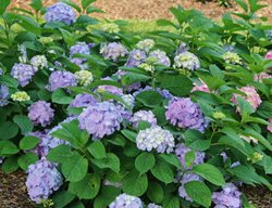 Let's Dance Sky View Hydrangea, Reblooming Hydrangea
Proven Winners
Sycamore, IL