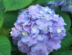 Let's Dance Skyview Hydrangea, Blue Hydrangea
Proven Winners
Sycamore, IL