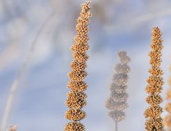 Let Summer Flowers Go To Seed
Garden Design
Calimesa, CA