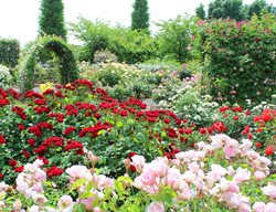 Let The Roses Ramble
Garden Design
Calimesa, CA