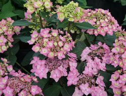Lets Dance Can Do Hydrangea, Hydrangea Serrata X Macrophylla
Proven Winners
Sycamore, IL