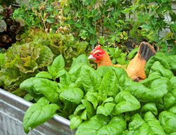 Lettuce And Spinach, Cool Season Vegetable Garden
Garden Design
Calimesa, CA