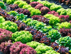Lettuce, Growing Lettuce, Rows Of Lettuce
Shutterstock.com
New York, NY