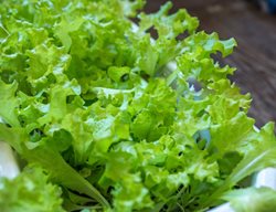 Lettuce In Container, Growing Lettuce
Shutterstock.com
New York, NY