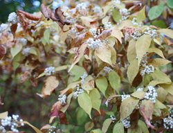 Leucocarpa, Callicarpa Japonica
Alamy Stock Photo
Brooklyn, NY