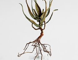 Leucospermum
Garden Design
Calimesa, CA