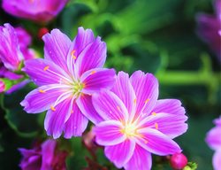 Lewisia, Lewisia Cotyledon, Pink Flowers, Native Plant
Garden Design
Calimesa, CA